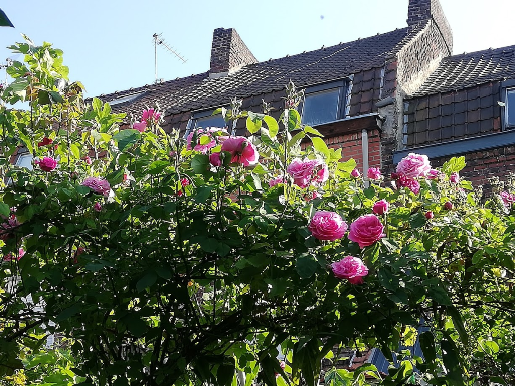 Fleurs Animées